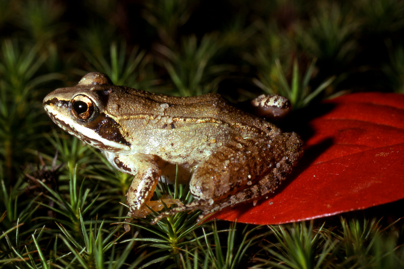 Wood frog (Lithobates sylvaticus). Credit: Jack Ray